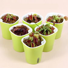 室內(nèi)盆栽花卉圖鑒 精選品種與養(yǎng)護(hù)指南