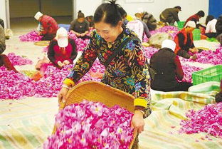 美麗經濟 綻放隴原 花卉