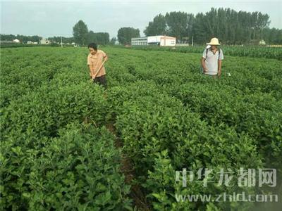 西華縣清河驛鄉(xiāng) 扶貧菊花香飄四方，農(nóng)副產(chǎn)品銷(xiāo)售譜新篇