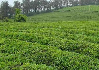 桐柏玉葉 南陽(yáng)山水孕育的綠茶瑰寶